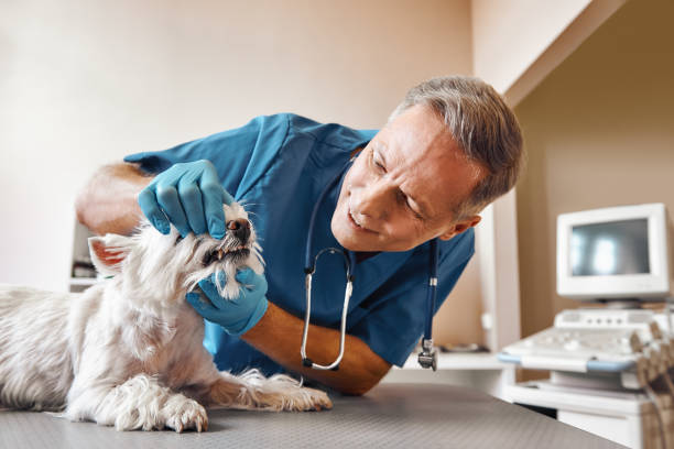 Best Emergency Treatment for Dental Infections or Abscesses in Lacey, WA